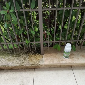 Moosbesatz im Garten