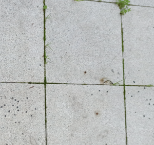 Mosbesatz wegen defekter Fugen