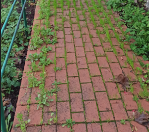 Unkraut wegen fehlender Fugen