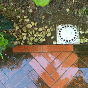 Algen auf Terrakotta